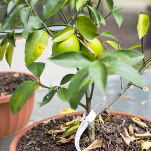 The Incredible Symbolism Of The Magnolia Tree