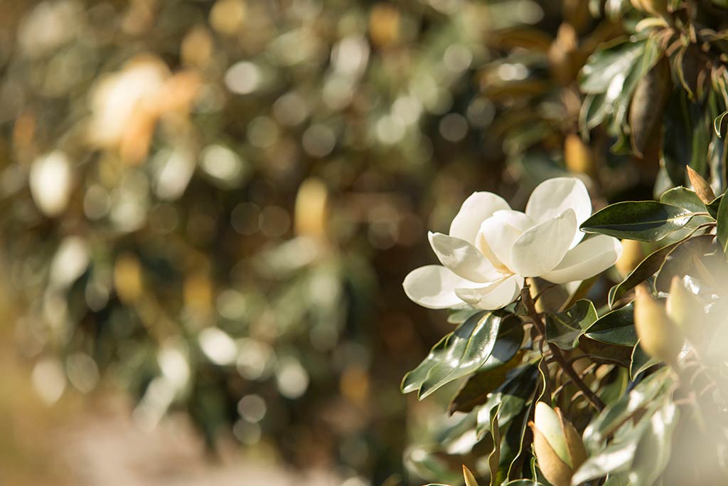 Newly Emerging Magnolia Flower Buds