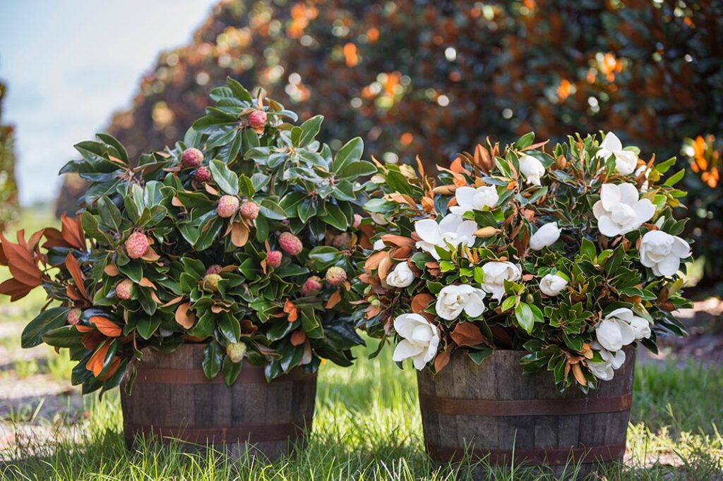 magnolia blooms & pods in barrels