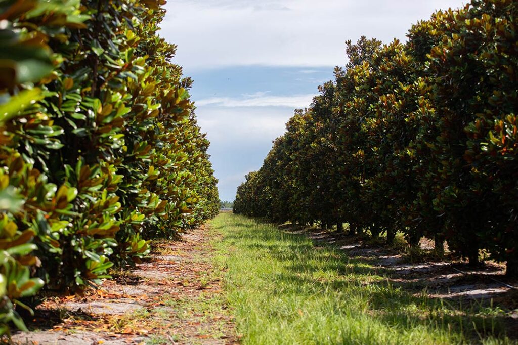 magnolia tree groves