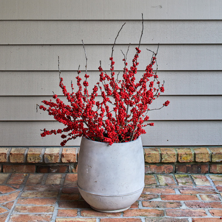 Red Winterberry