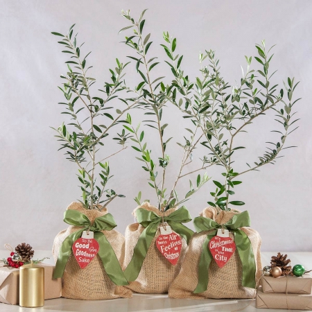 Holiday Ornamental Olive Trees