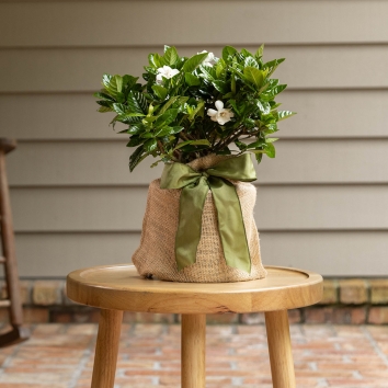 Gardenia Gift Tree
