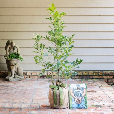 Enduring Oak Tree with Acorn Book