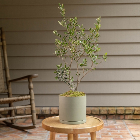 Potted Arbequina Olive Tree