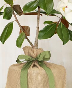 sympathy tree magnolia memorial gift