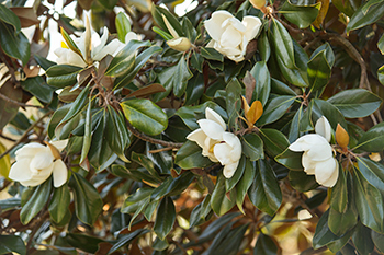 Closeup of Magnolia Tree